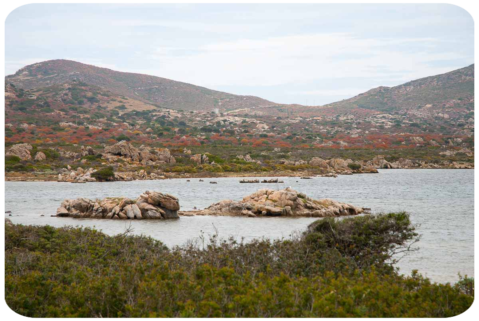 Insenatura profonda bagnata dal mare con paesaggio terrestre selvaggio con cespugli rossi e pietre all'Isola dell'Asinara.