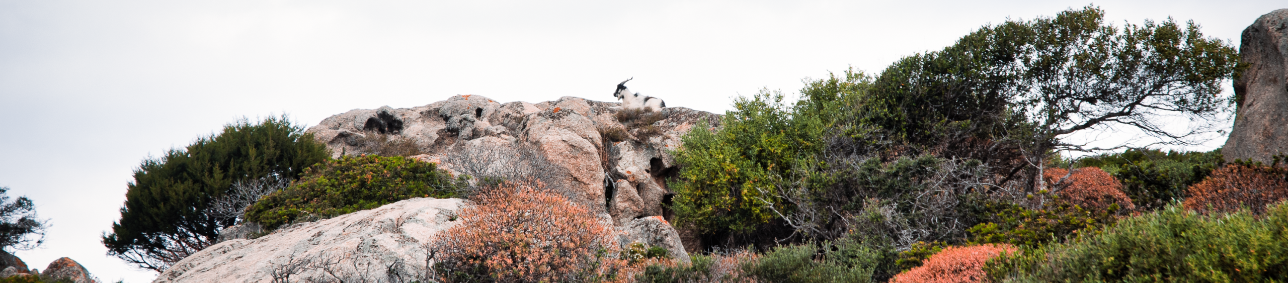 Una capra selvatica accovacciata all'Asinara