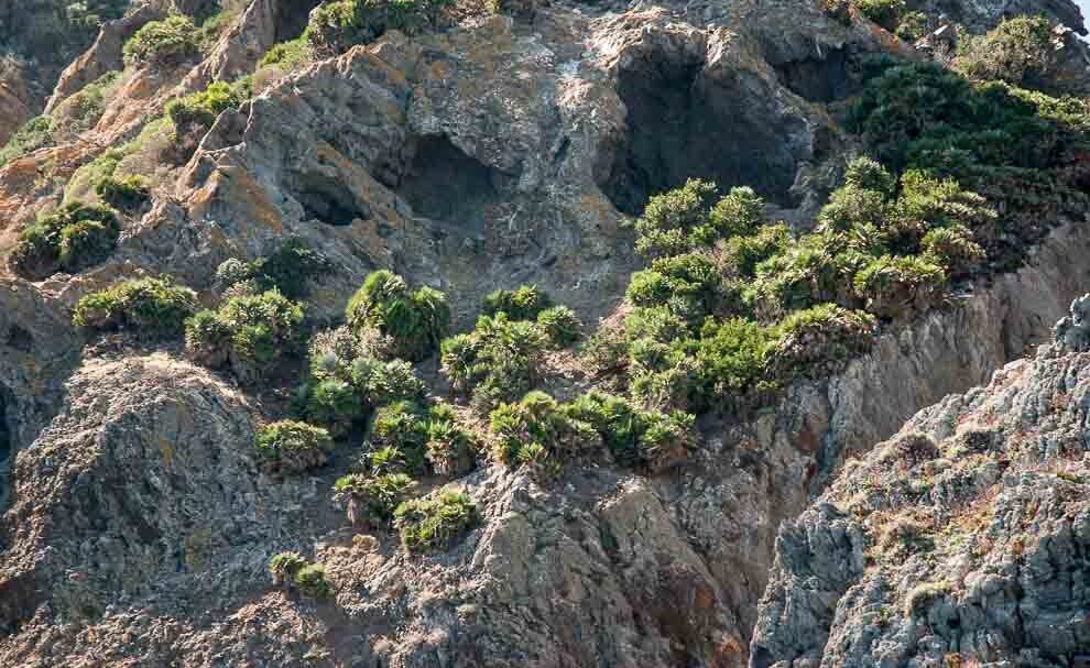 Gruppi di palme nane-piante che non crescono più di un grosso cespuglio-tipiche dell'Isola di Palmarola.