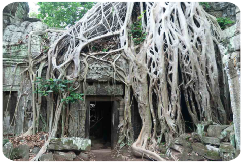 Grosse radici di albero tropicale avvolgono le pareti di un antico tempio creando un'atmosfera irreale. Cambogia-tempio Ta Prohm