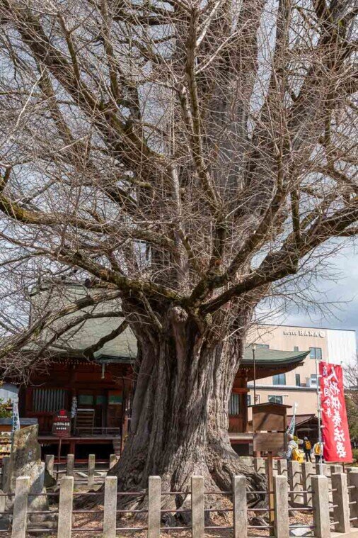 Grande albero di ginkgo alto 38 metri e vecchio di circa 1.200 anni al Tempio Hida Kokubunji.