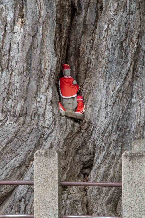 Statuetta shintoista nell'incavo dell'albero secolare nel Tempio Hida Kokubunji.