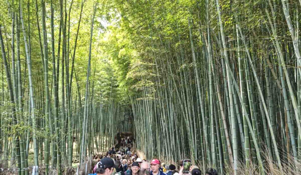 Una foresta di altissimi alberi di bambù a Kyoto che rendono piccoli gli esseri umani.