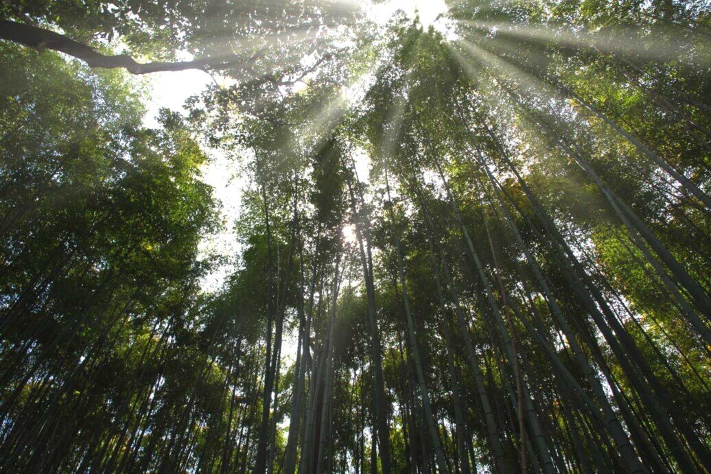 Raggi di sole che penetrano le fitte vette degli alberi di bambù di Kyoto.