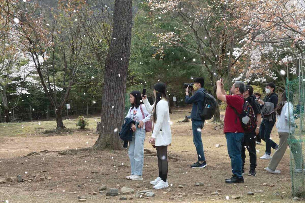 Un gruppo di persone è investito da una pioggia di petali di ciliegio in un parco di Kyoto.