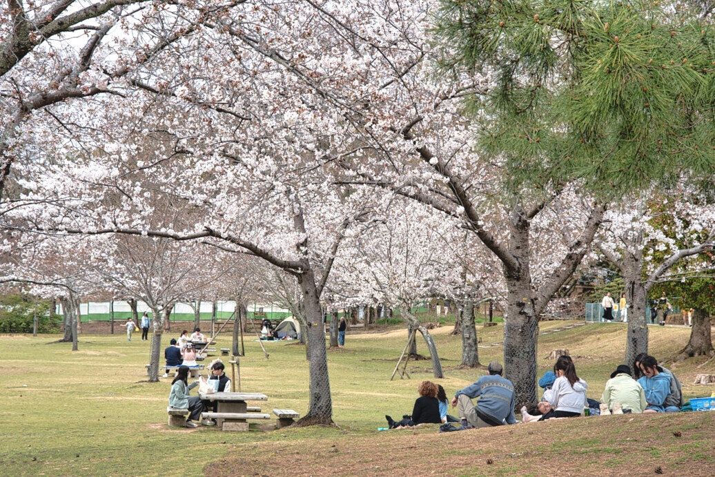 Primavera nel parco di Nara con alberi di ciliegio in fioritura.