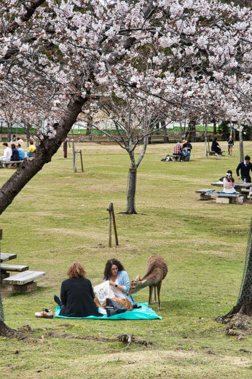 Nel parco di Nara un cervo cerca cibo da due signore che fanno picnic sul prato