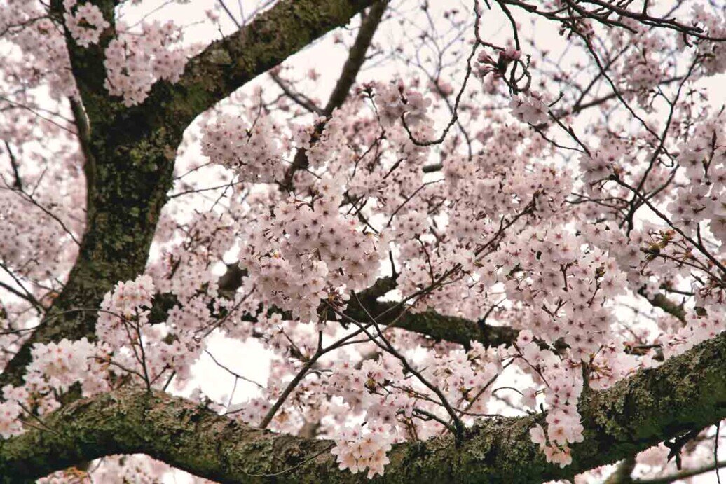 Foto ravvicinata di alcuni rami con petali di ciliegio