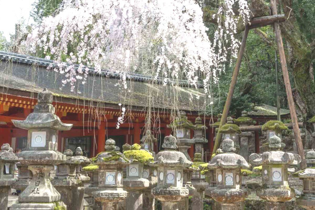 Lanterne in pietra del tempio Kasuga Taisha.