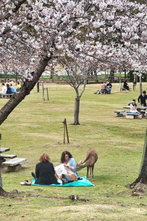 Due donne sedute sopra un telo per un picnic nel parco di Nara vengono disturbate da un cervo in cerca di cibo.