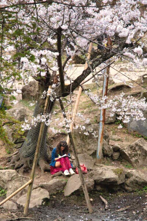 Una ragazza seduta sotto un albero di ciliegio in fiore intenta a scrivere.