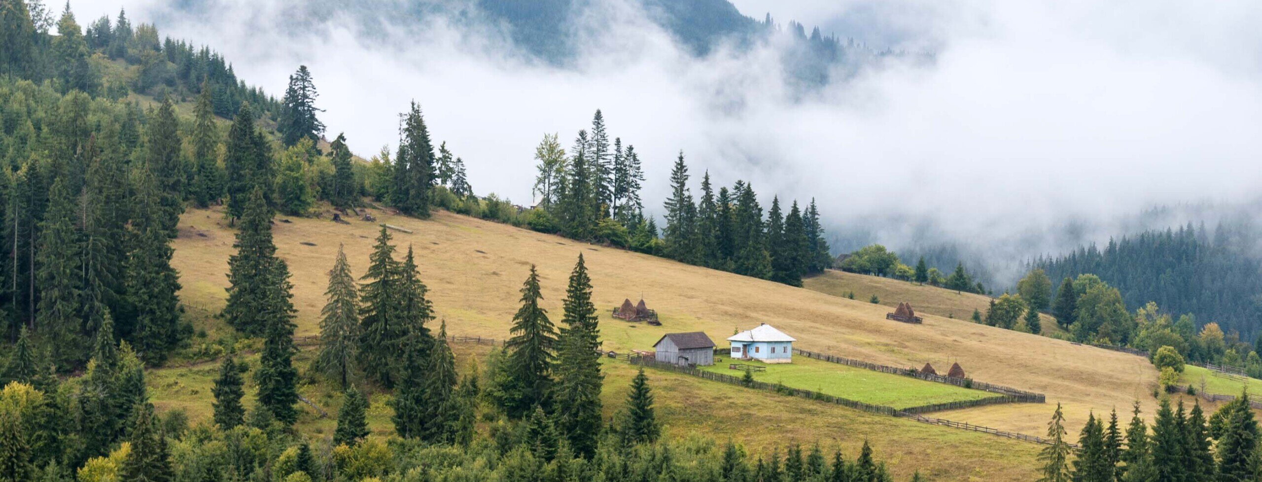 Alberi e prati verdi e nuvole a livello del suolo sulle colline della Transilvania.